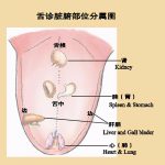 中医必看！齿痕舌的成因与调理全解析，三型案例对症解决​