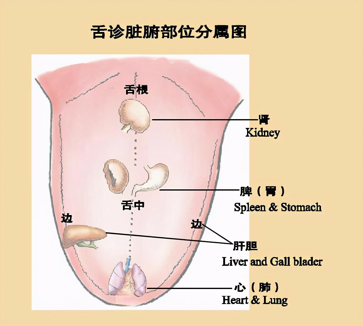 中医必看！齿痕舌的成因与调理全解析，三型案例对症解决​